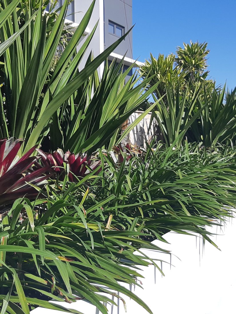 Garden bed installation and planting at a Grolife commercial landscape build