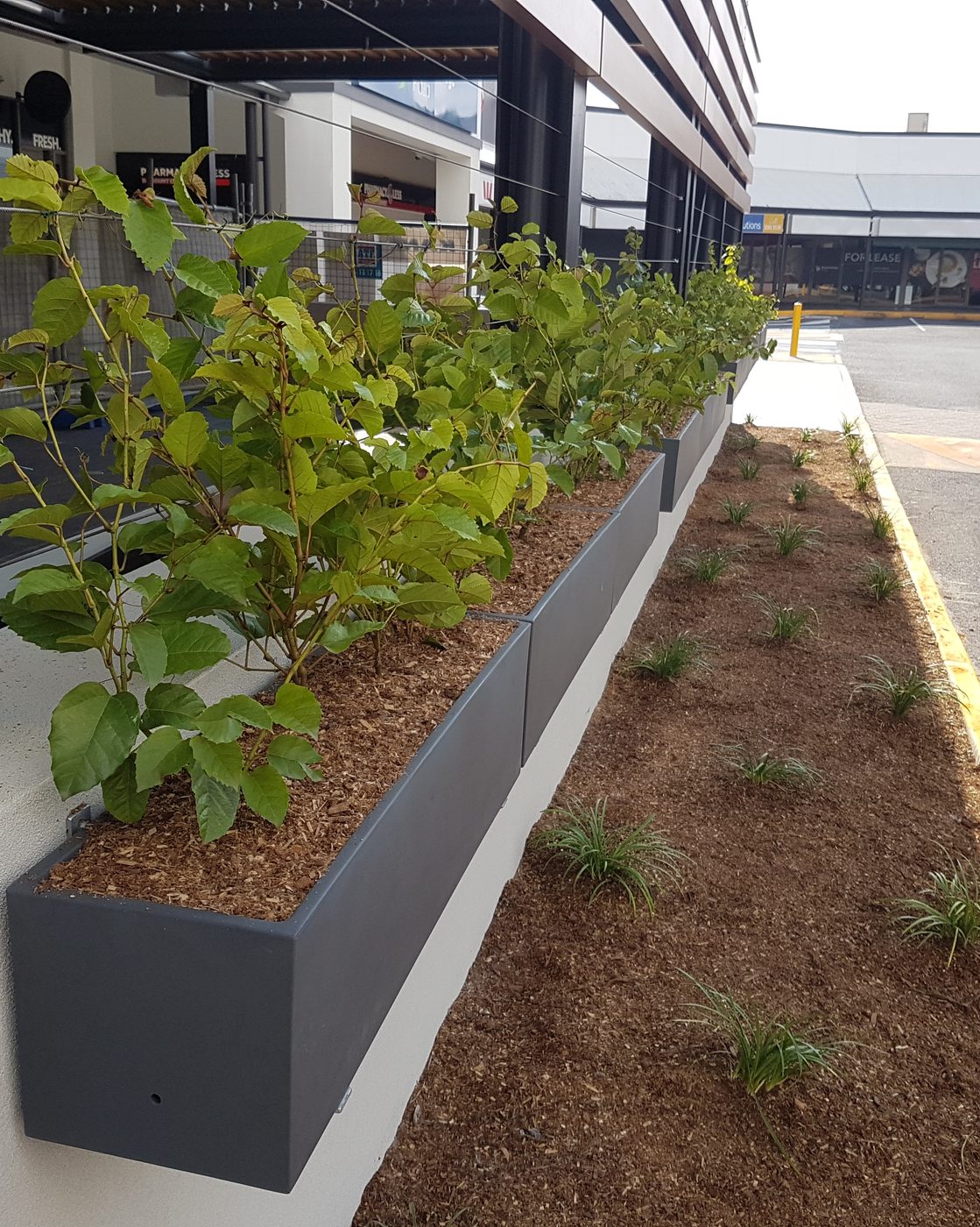 A finished commercial landscape showing detailed architectural design — hardscaping, planting and lighting working together