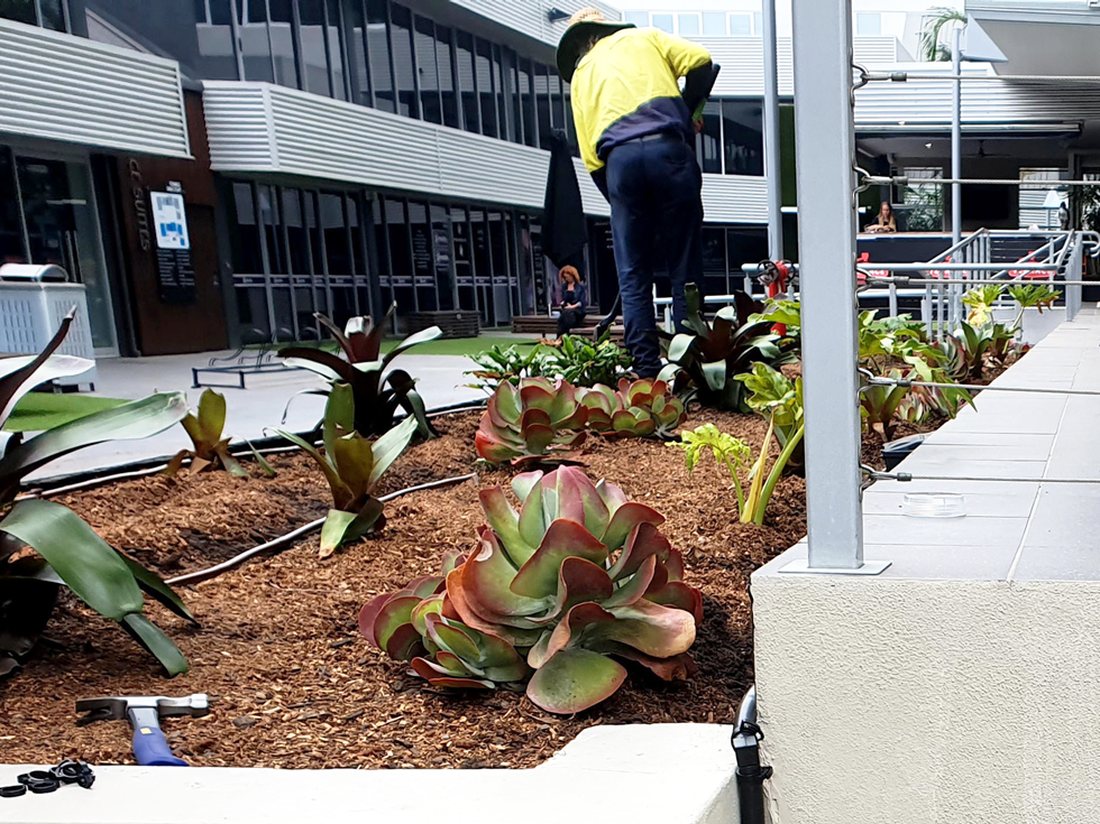 Dripper lines being inspected on a commercial garden bed