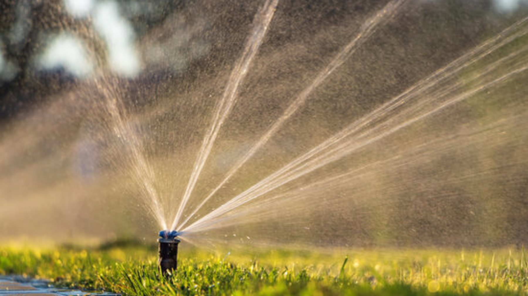 An active irrigation sprinkler watering a commercial lawn in South East Queensland