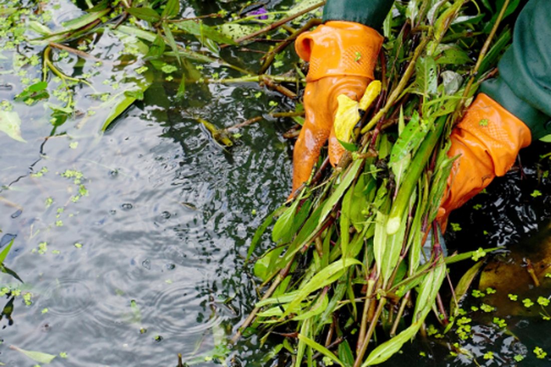 An ornamental pond at a commercial Grolife site, with water quality maintained year-round
