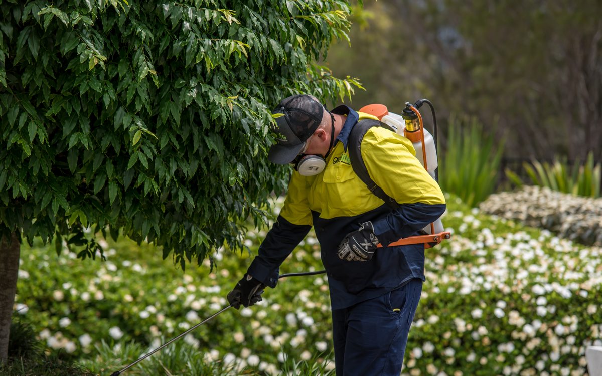 Grolife crew member with backpack sprayer and respirator treating a garden bed