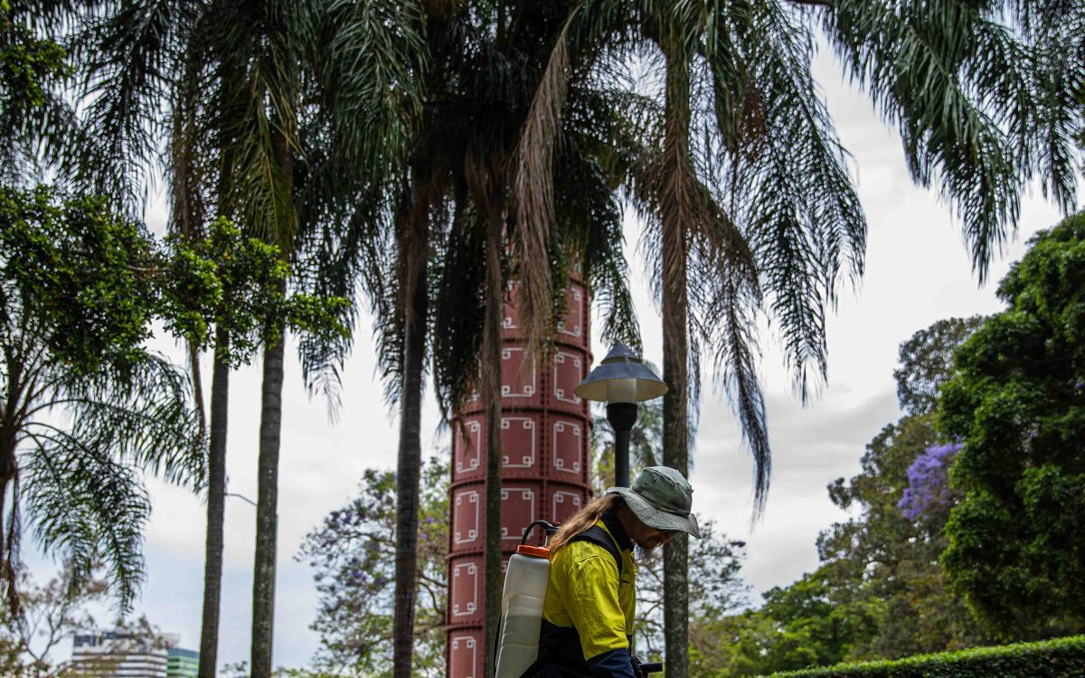 Grolife arborist climbing a palm tree for storm-damage tree work