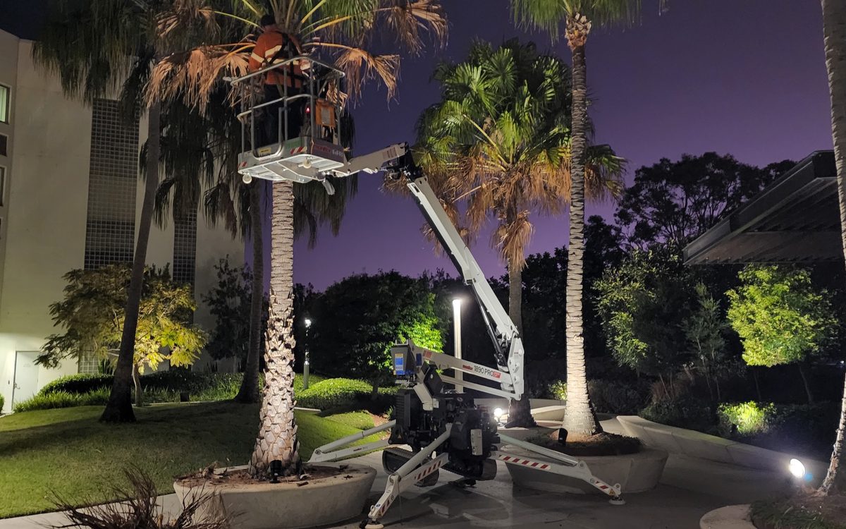 Grolife arborist working from a cherry picker on a commercial site palm tree