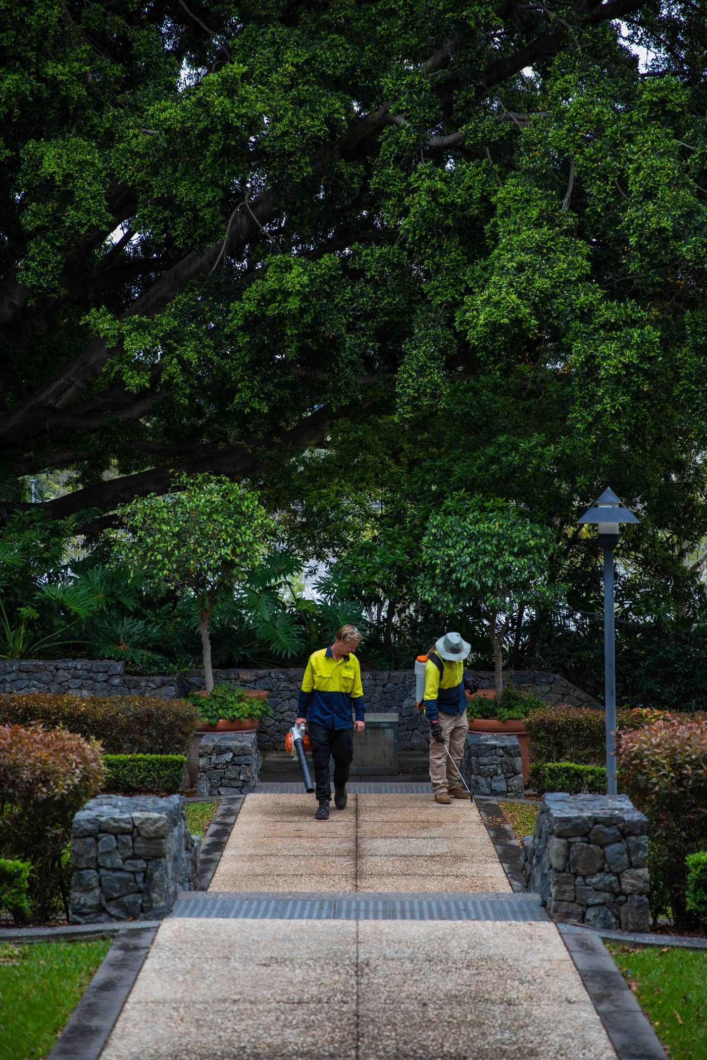 Tree care