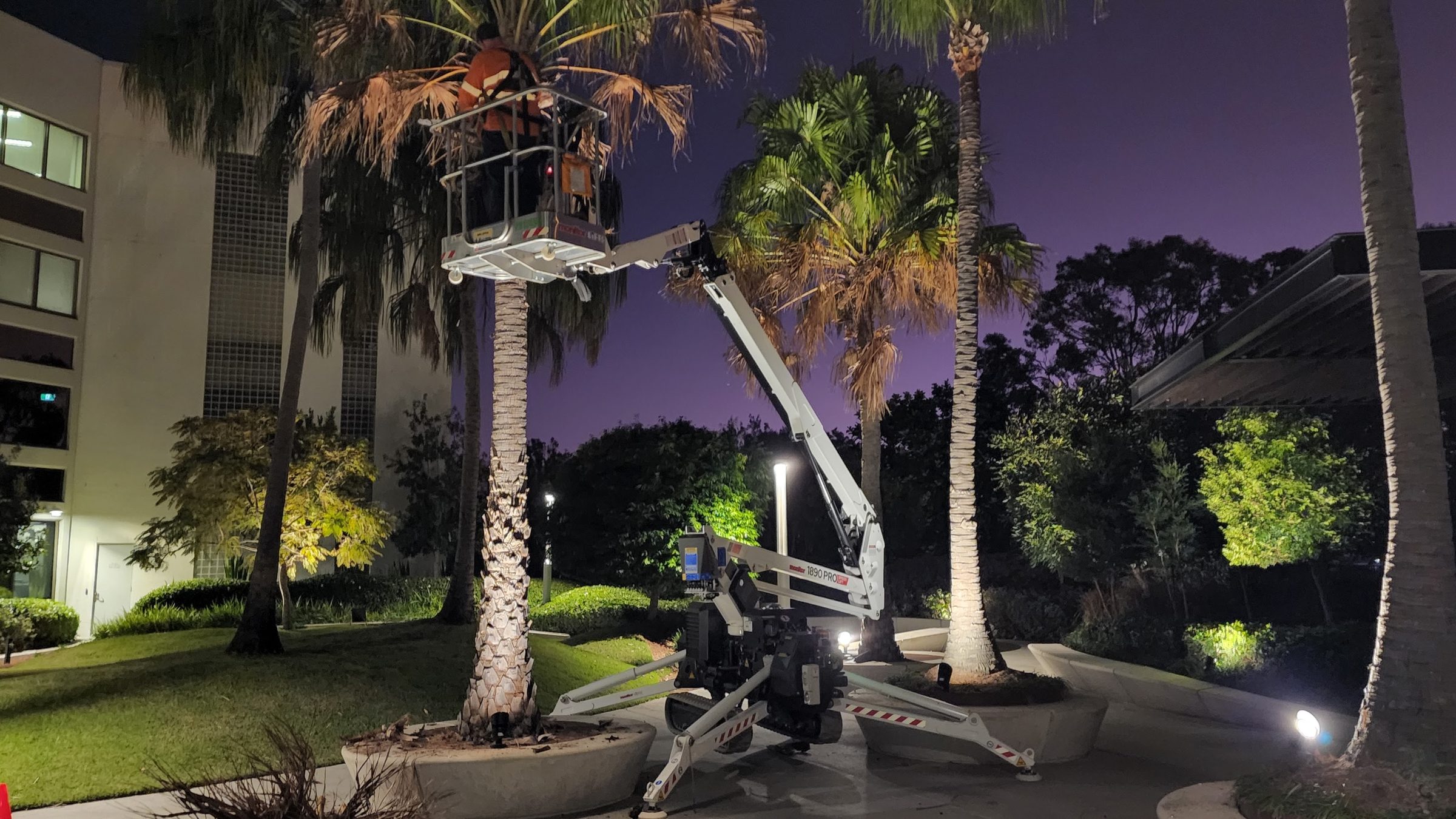 Grolife arborist working from a cherry picker on a Queensland palm tree
