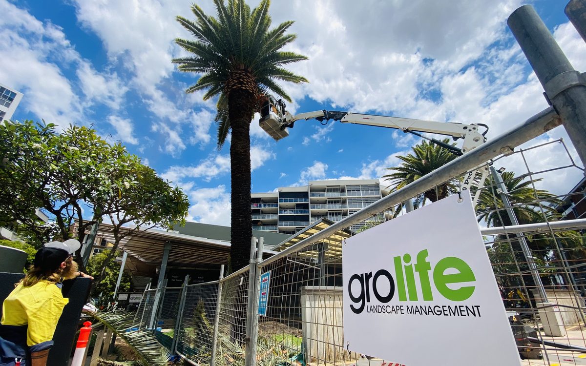 Palm tree pruning by cherry picker