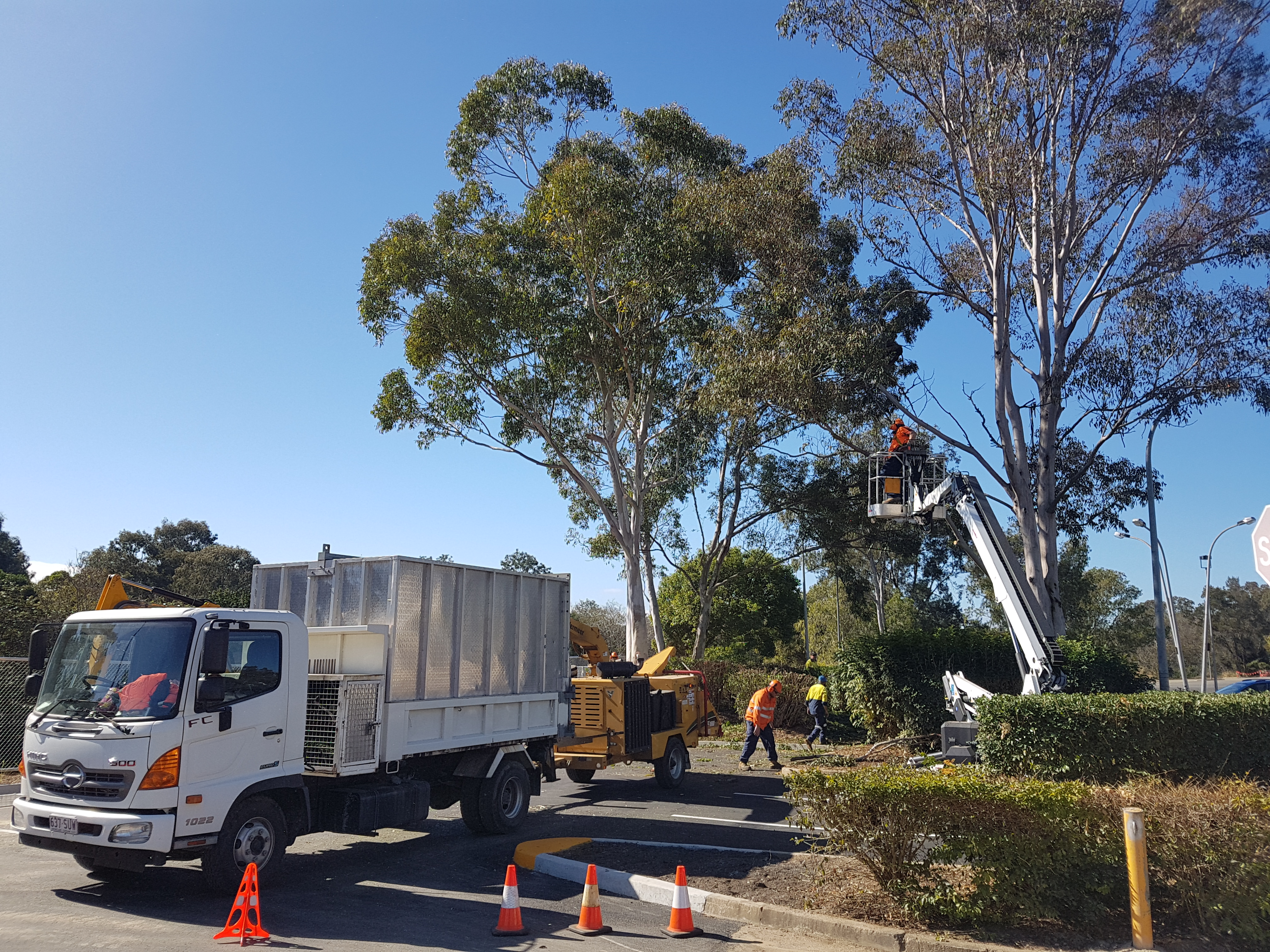 Crown maintenance pruning