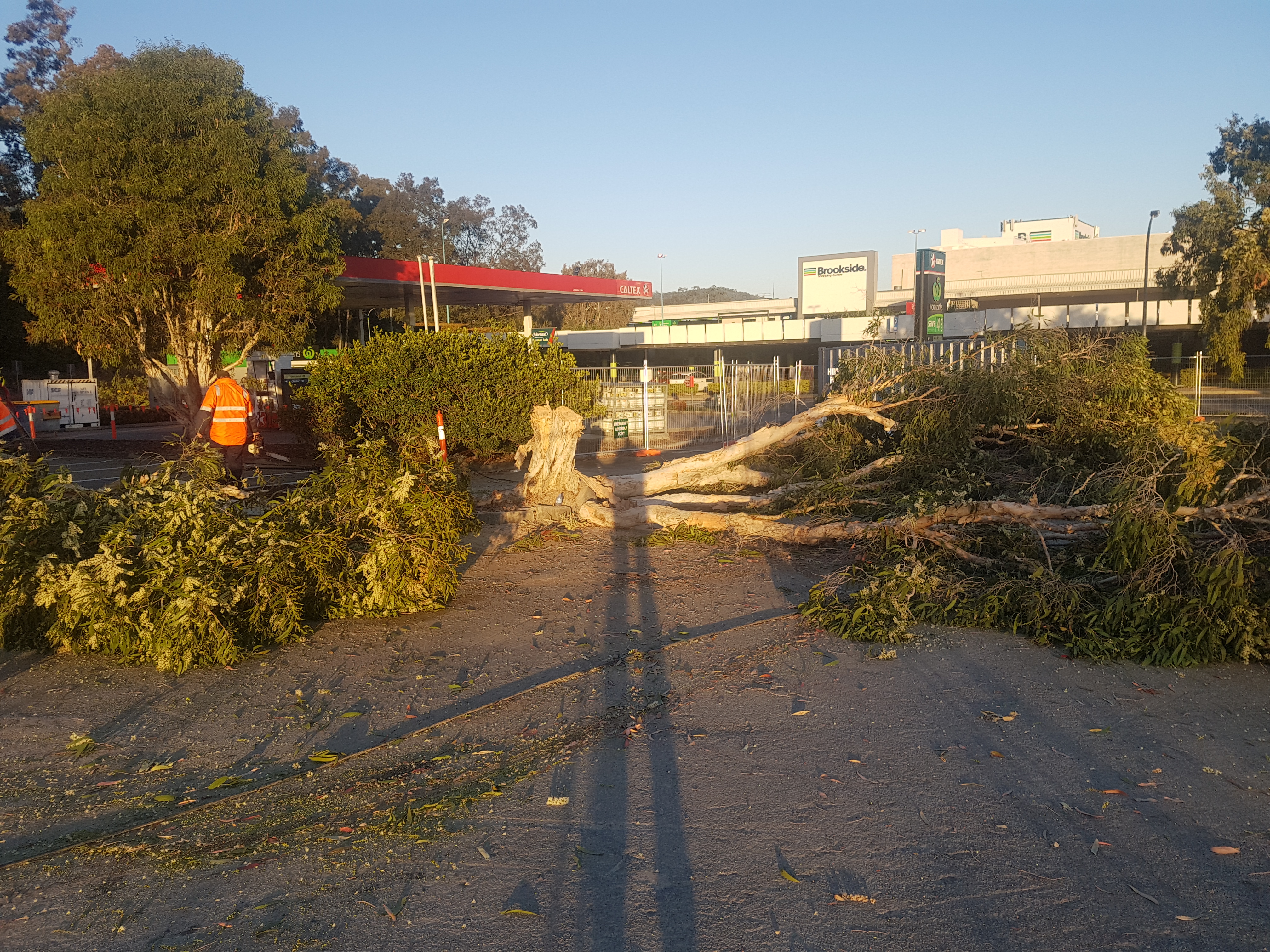 Chainsaw work for tree removal